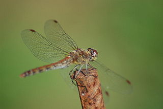 File:Libellule3.jpg