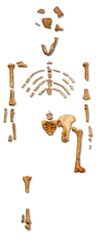 File:Lucy.jpg