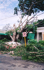 File:Ouragan Emily-3583.jpg