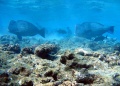 Thumbnail for version as of 13:58, 1 June 2013