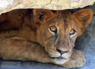 File:Jeune lion-16.jpg