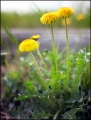 Thumbnail for version as of 13:42, 4 June 2014