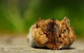 Thumbnail for version as of 10:58, 11 August 2011