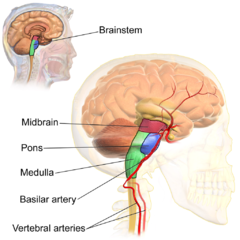 File:Tronc cérébral - Brainstem.png
