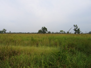 File:Assam Kaziranga.jpg