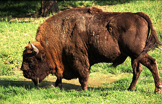 File:Bison d'Europe (Bison bonasus).jpg