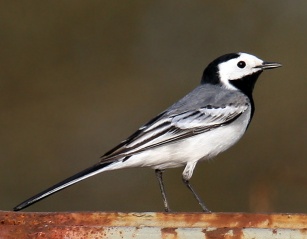 File:White wagtail (Motacilla alba)-bergeronnette grise.jpg
