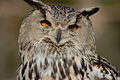 Thumbnail for version as of 19:53, 10 March 2009