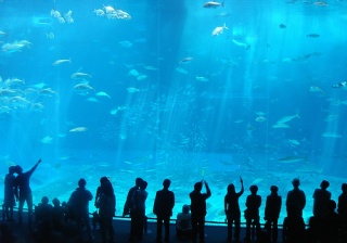 File:Aquarium-4982.jpg