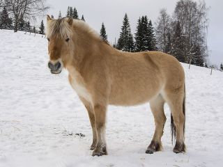 File:Horse-2735475 640.jpg