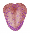 Thumbnail for version as of 19:45, 20 April 2012