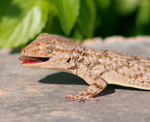File:Say Ah! Moorish Gecko; Mgarr, Gozo-239.jpg