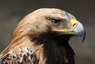 File:Aigle impérial (1).jpg