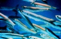 Thumbnail for version as of 15:02, 30 July 2009