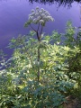 Thumbnail for version as of 15:24, 30 July 2009