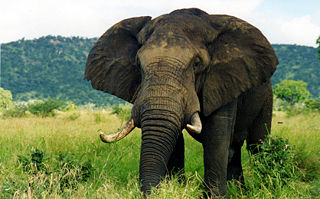 File:Elephant-1-966.jpg