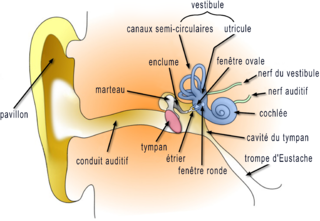 File:L´ ouie.png