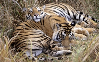 File:Tigre du Bengale 2.jpg