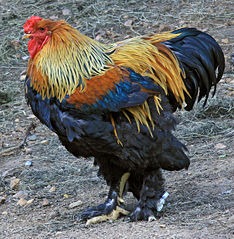 File:Coq-1740.jpg