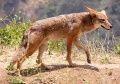 Thumbnail for version as of 20:58, 3 May 2010