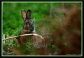 Thumbnail for version as of 17:56, 30 December 2010