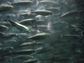 Thumbnail for version as of 10:05, 19 December 2011