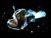 Poisson-lanterne.jpg