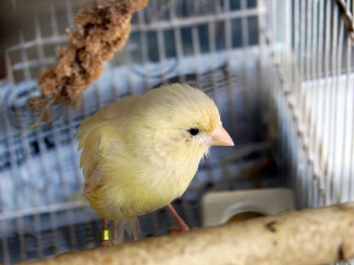 File:Un canari jaune-1205.jpg