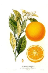 File:Belles ilustrations des oranges.jpg