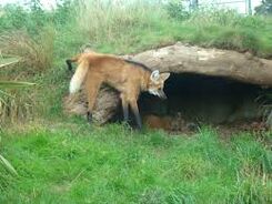 Loup à crinière 2.jpeg