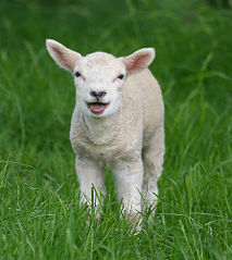 File:Petit agneau.jpg