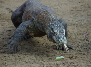 File:Dragon de komodo-4942.jpg