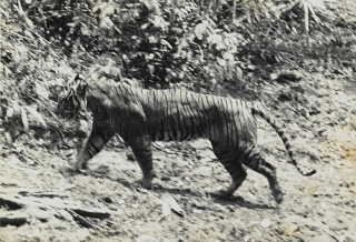 File:Tigre de Java-Panthera tigris sondaica.jpg