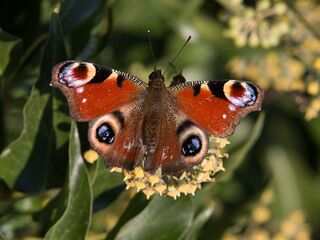 File:Paon du jour.jpg