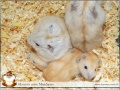 Thumbnail for version as of 07:59, 14 May 2014