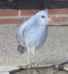 File:Cagou-kagou-kagu (Rhynochetos jubatus).jpg