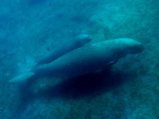 File:Dugong mère bébé.jpg