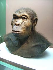 File:Homo-habilis.jpg
