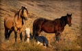 Thumbnail for version as of 20:10, 11 June 2012