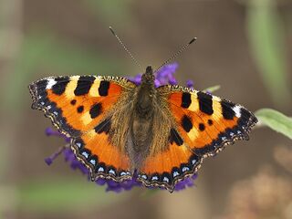 File:800px-Aglais urticae LC0310.jpg