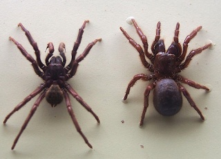 File:Atrax Versutus-Hadronyche versuta.jpg