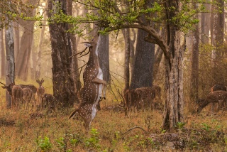 File:Cerf axis-Chital (Axis axis).jpg