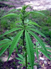 File:Chanvre Cannabis-8154.jpg