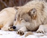 Loup n°1-9391.jpg