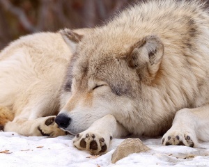 File:Loup n°1-9391.jpg