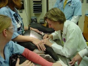 Vétérinaire-Injection-Chien.jpg