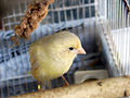 Thumbnail for version as of 13:26, 26 May 2009