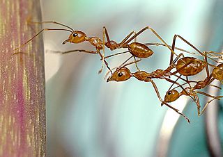 File:Fourmis-travail en équipe-Collaboration-9153.jpg