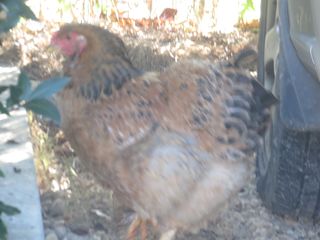 File:Poule.jpg
