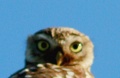 Thumbnail for version as of 07:07, 30 May 2011